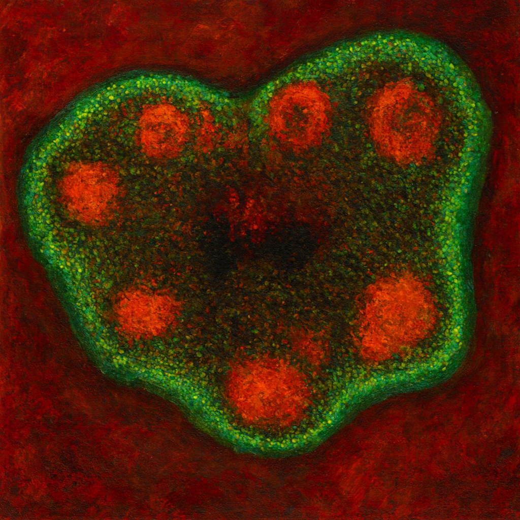Physiologically accurate organoids